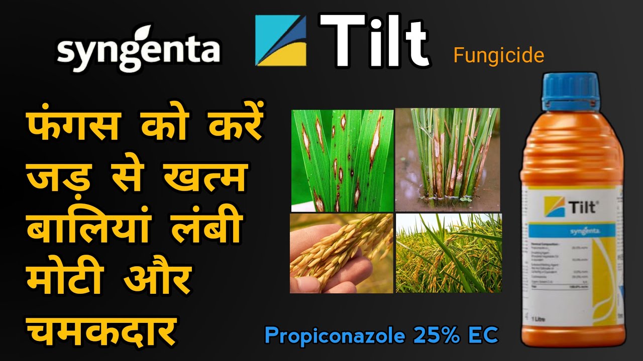 Syngenta Tilt Fungicide | Propiconazole 25% EC | Rust & Sheath Blight | फंगस से फसल को कैसे नियंत्रण