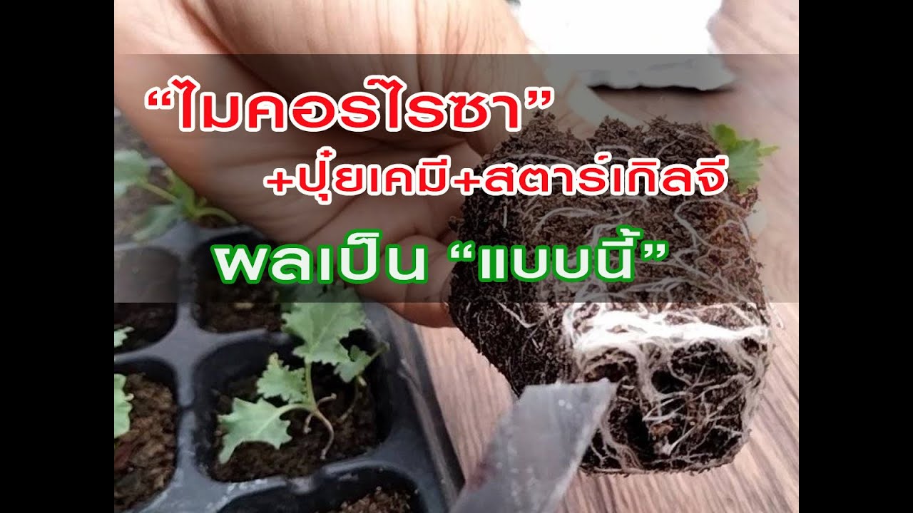 #ใส่ไมคอร์ไรซา+ปุ๋ยเคมี+สตาร์เกิลจี ผลเป็นแบบนี้ เชื้อยังขยายได้ปกติครับ