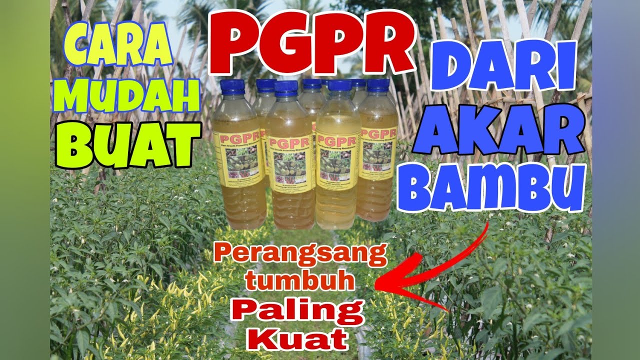 Cara Mudah Membuat PGPR (Plant Growth Promoting Rizobacteria) dari Akar Bambu.