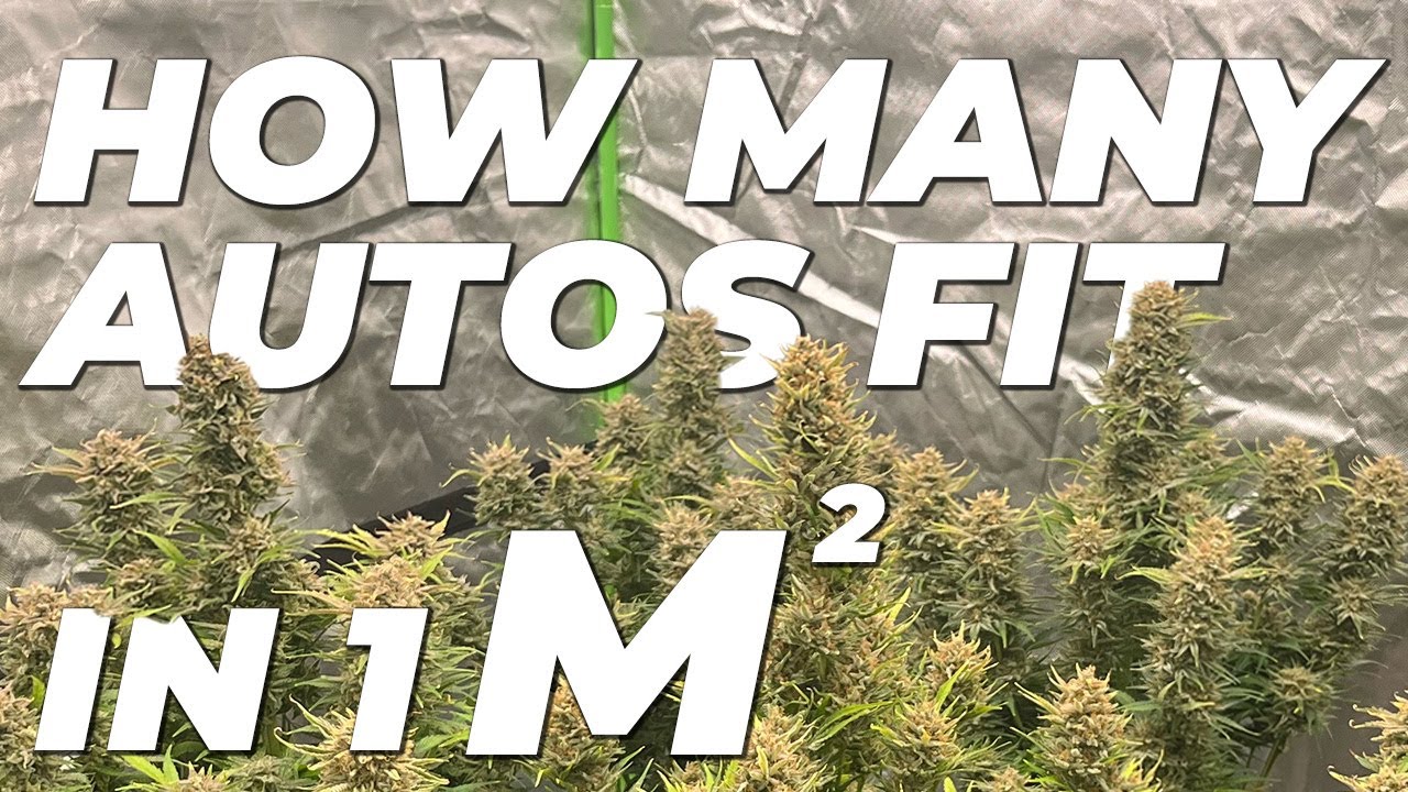 How many Autoflowers can I Grow in a Square Meter?