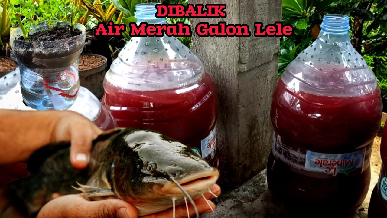 🔴Pemula Wajib Tahu . Dibalik Air Merah Budidaya Ikan Lele Dalam Galon Bekas