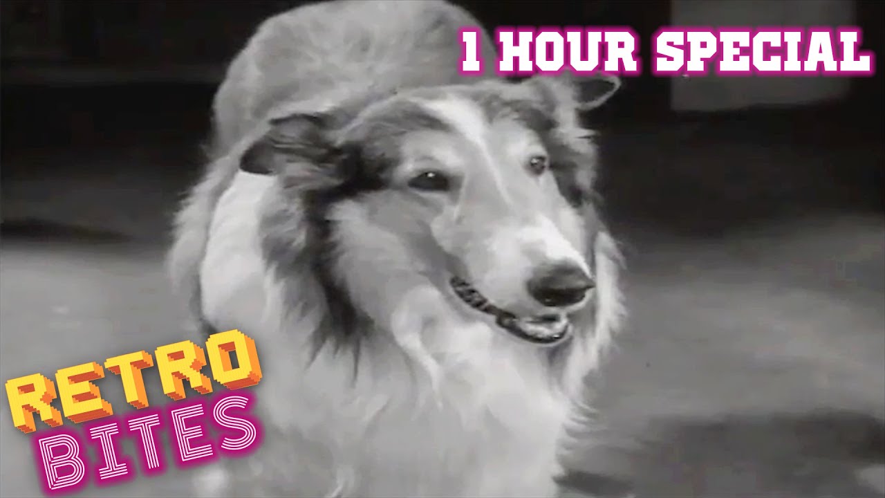 Lassie | 1 Hour Special | Lassie English Full Episodes  🐕