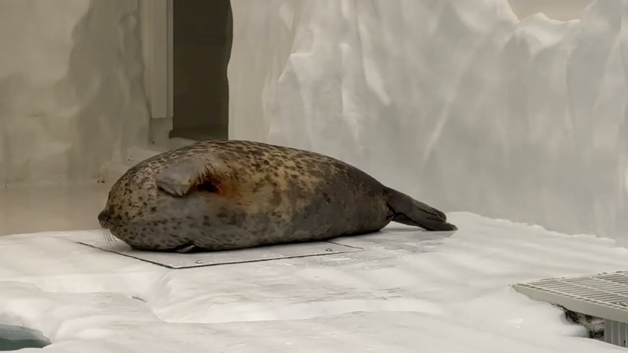 Cute and Fascinating Animals Inside a Japanese Aquarium