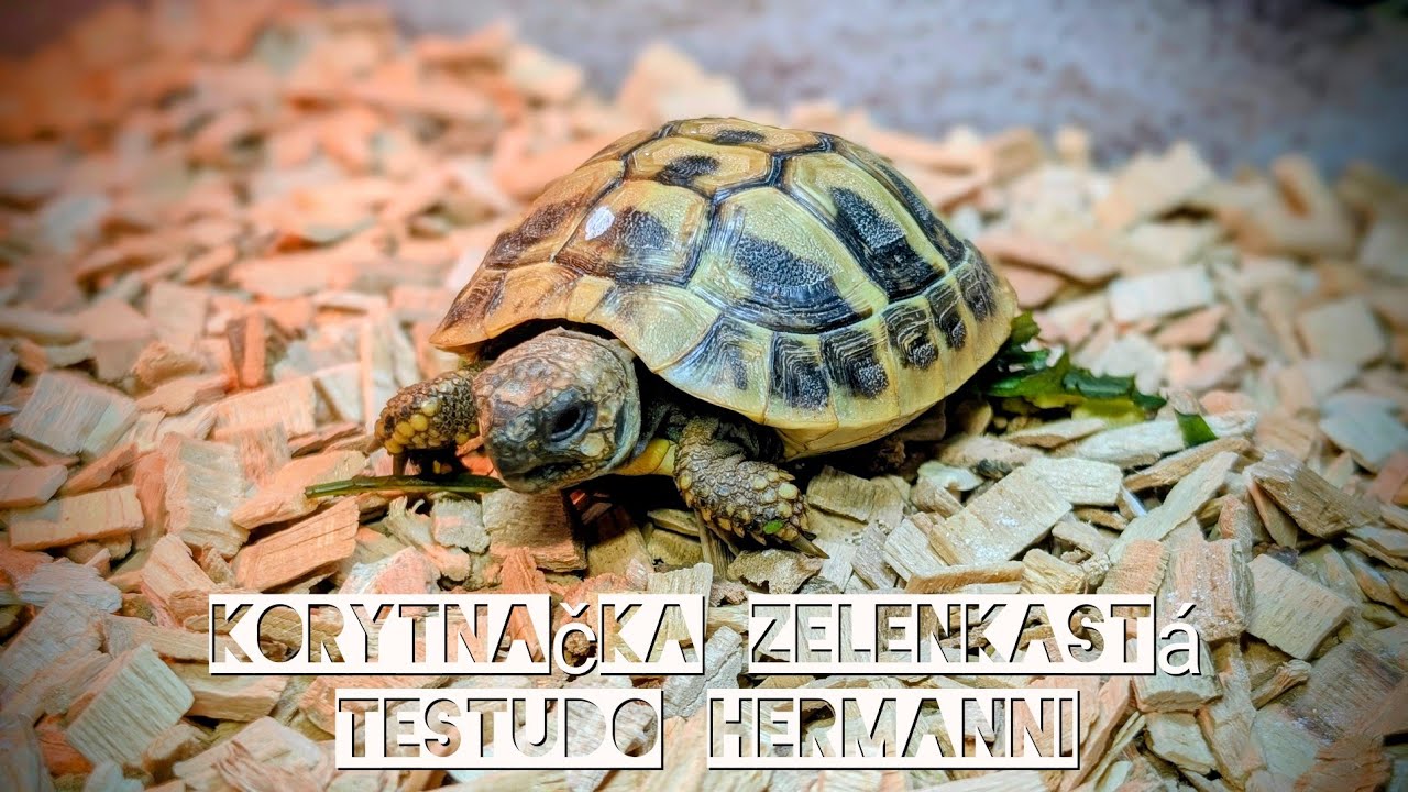 Korytnačka zelenkastá (Testudo hermanni) - PEPE