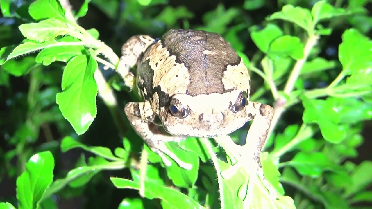 Amazing Frog Climbing a Tree,  Lifetime of frog, the song of a male frog in the field