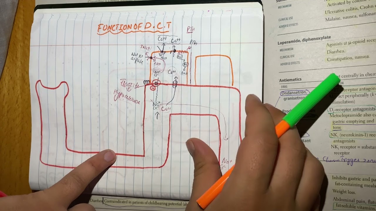 DISTAL CONVOLUTED TUBULE FUNCTION | RENAL SYSTEM | Urdu/Hindi