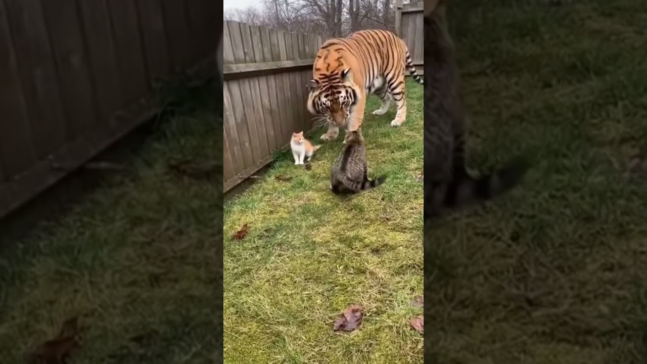 UNBELIEVABLE: Fearless House Cat Takes On A GIANT Tiger! 🐯😱