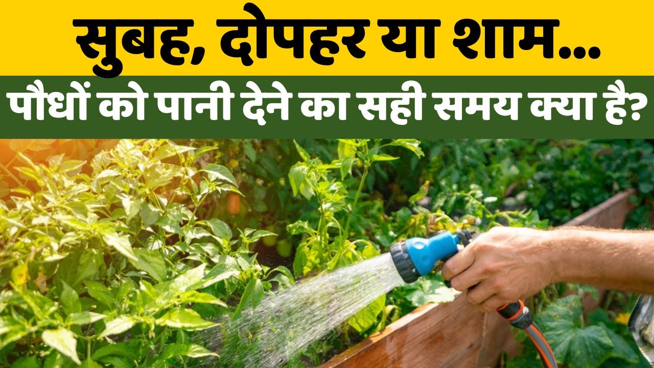 सुबह, दोपहर या शाम...पौधों को पानी देने का सही समय क्या है? जानिए | Podho Ko Pani Kab Dena Chahiye