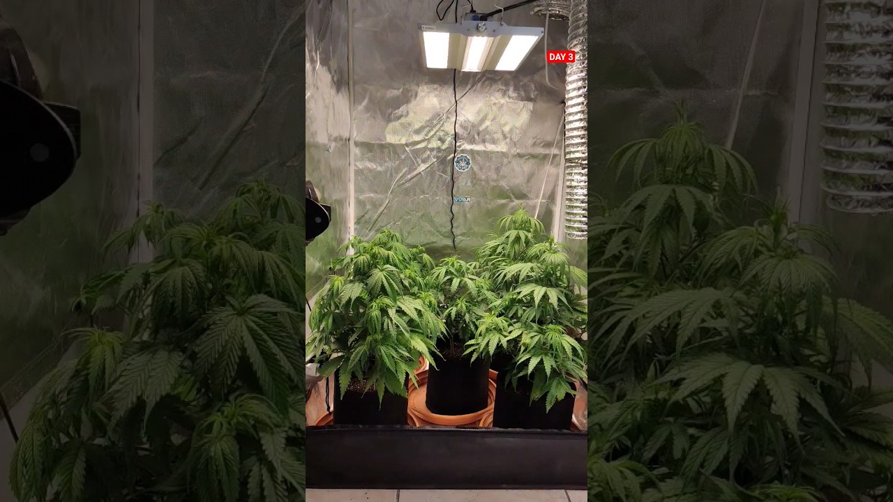 🌺✅DIA 3 FLORA&Ccedil;&Atilde;O ⛺GROW 80X80X160💡PAINEL @ViparSpectra  XS1500 PRO LED GROW #viparspectra