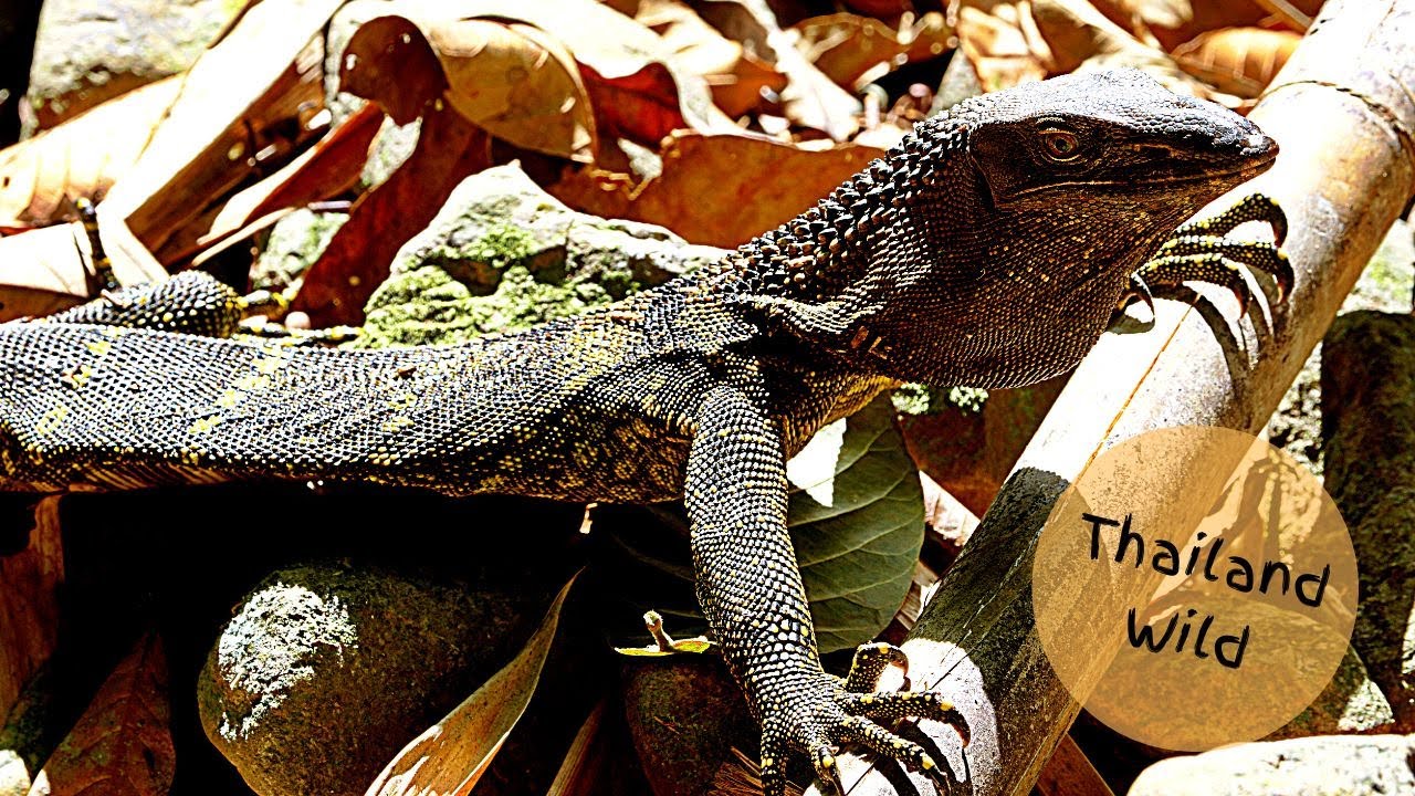 Black Roughneck Monitor in Kaeng Krachan National Park, Thailand