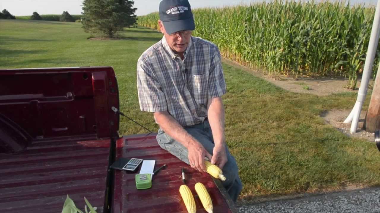 How to Estimate Corn Yield