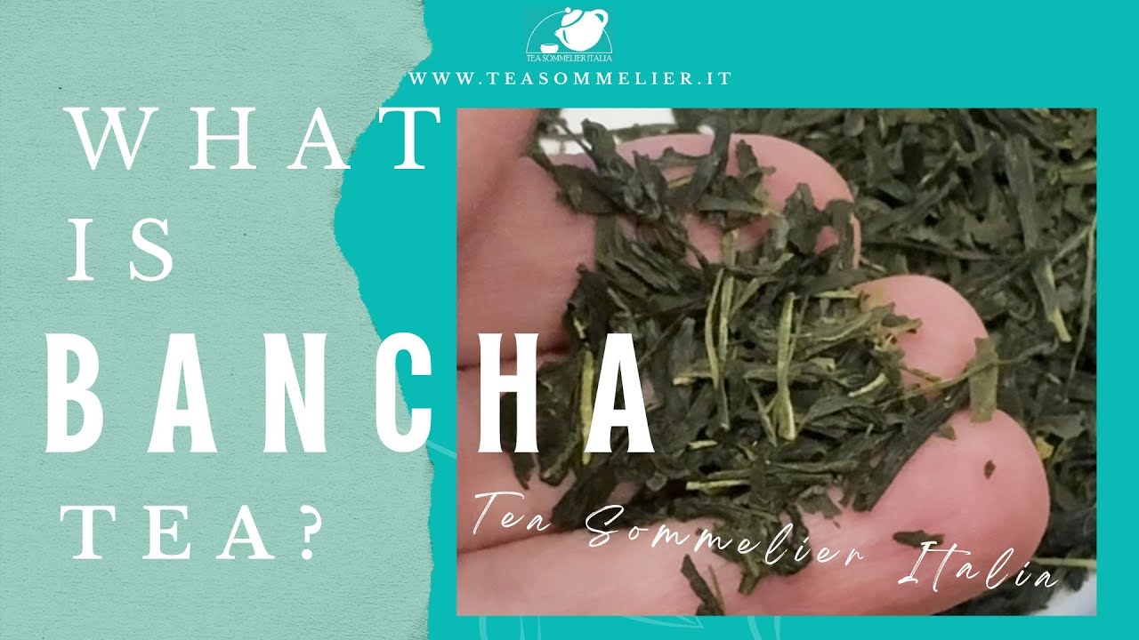 What is Bancha green tea?
