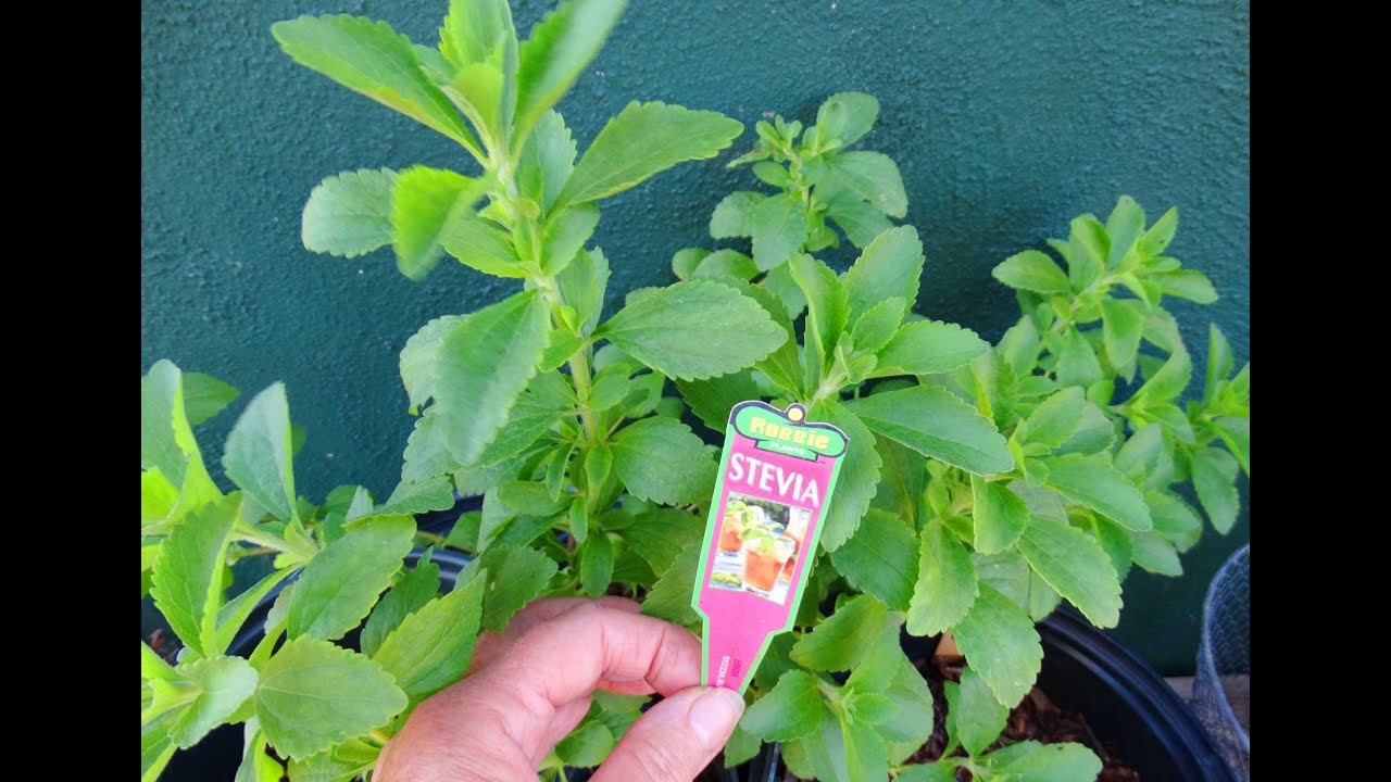 GROWING STEVIA in California Sweet Sugar Alternative Plant in Container