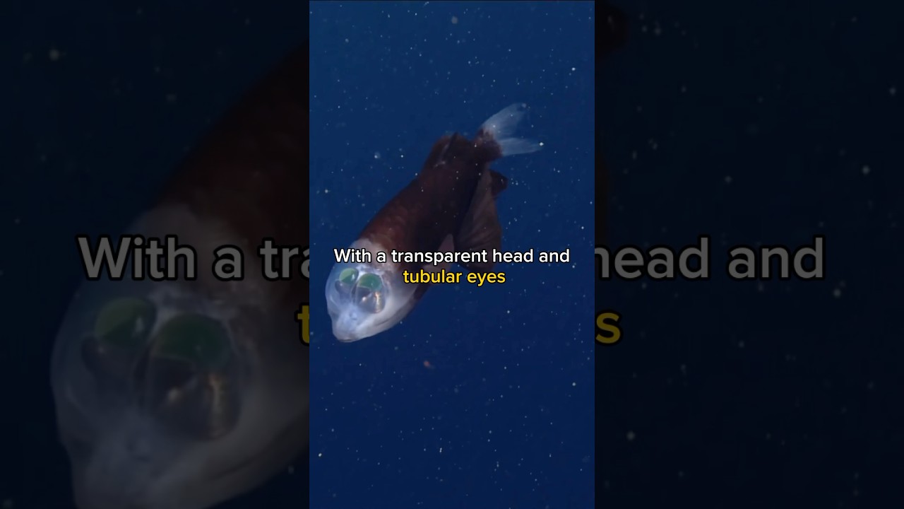 This Fish Has Transparent Head