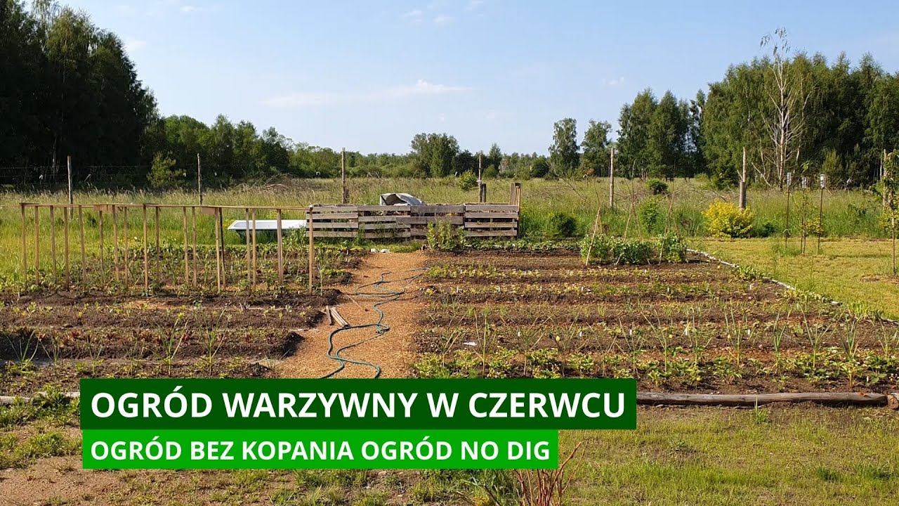 Ogród warzywny na początku czerwca. Ogród bez kopania miesiąc po założeniu. Ogród no dig.