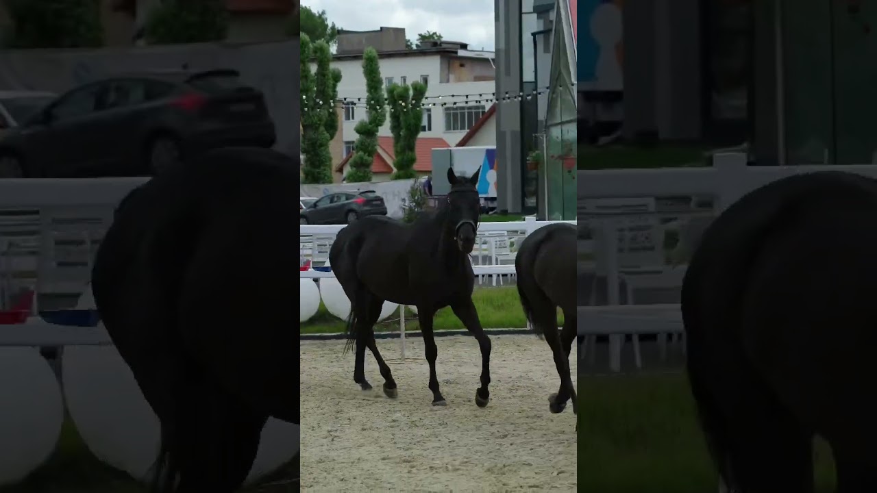 How many horses?🤗 #horses #horselover #horsevlog #horsevideo #aida