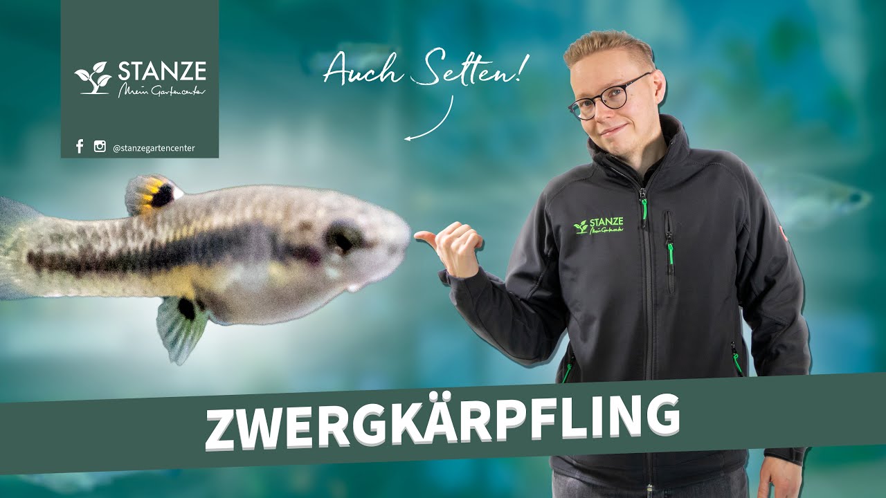 Zwergkärpfling | Seltene Lebendgebärende #3
