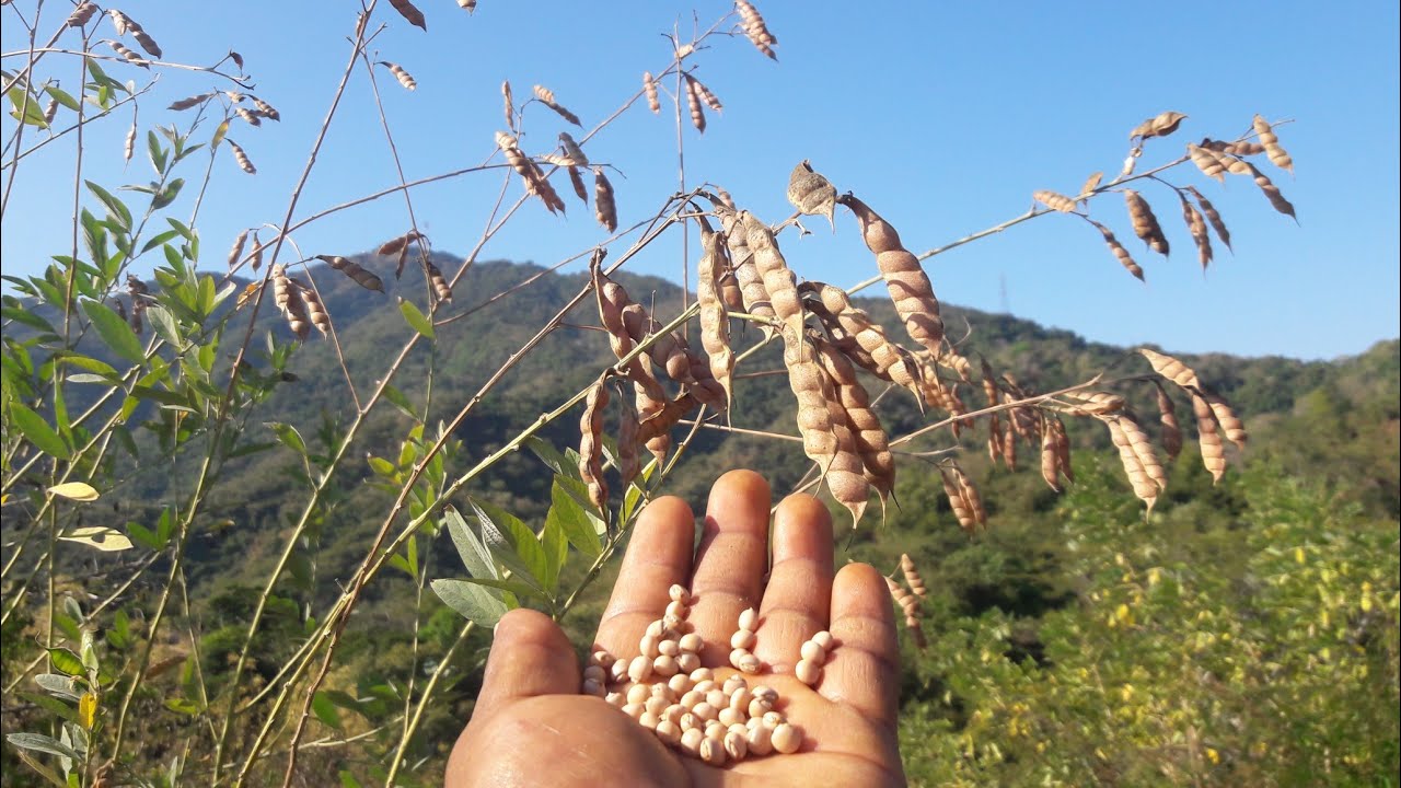cómo se produce el frijol de árbol