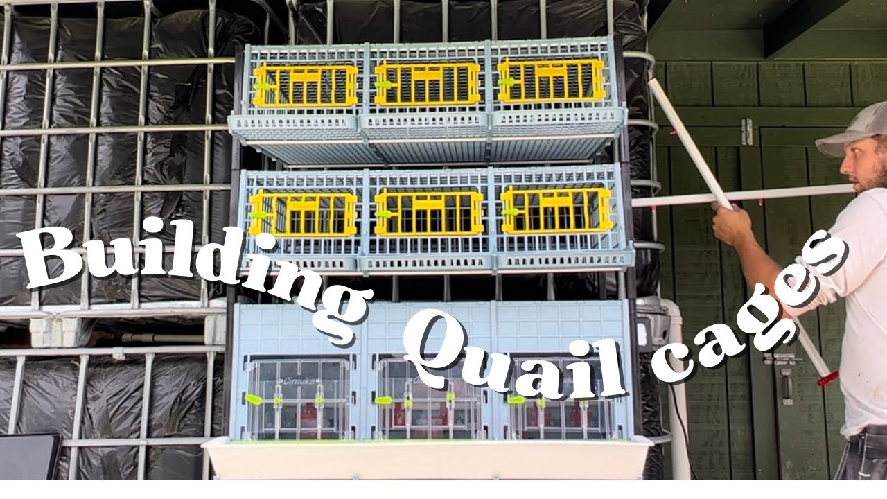 Updating our Cimuka Brooder | Adding Quail Cages | How to add more waterers