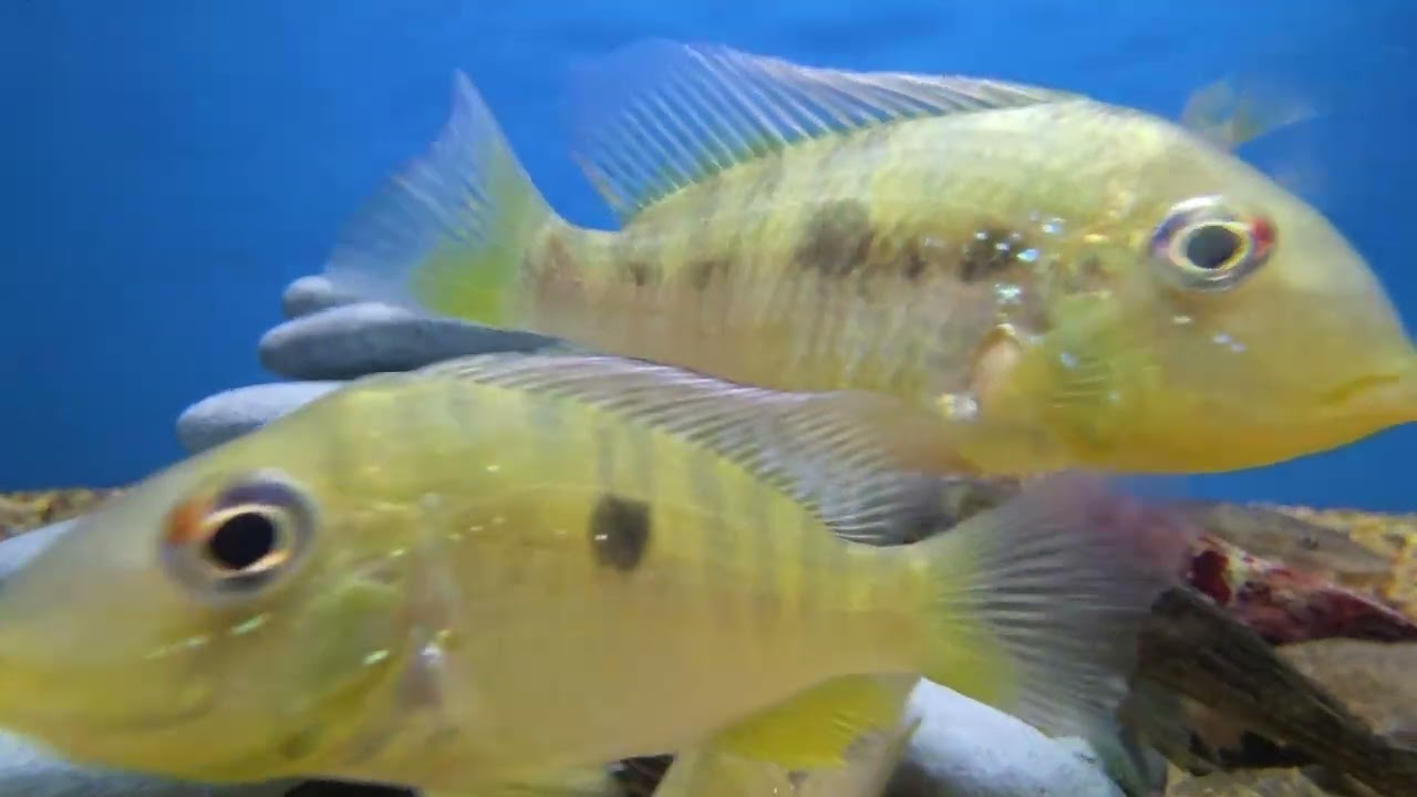 Orange Head Tapajos (Big Al's) - Relaxing Soft Piano Music 