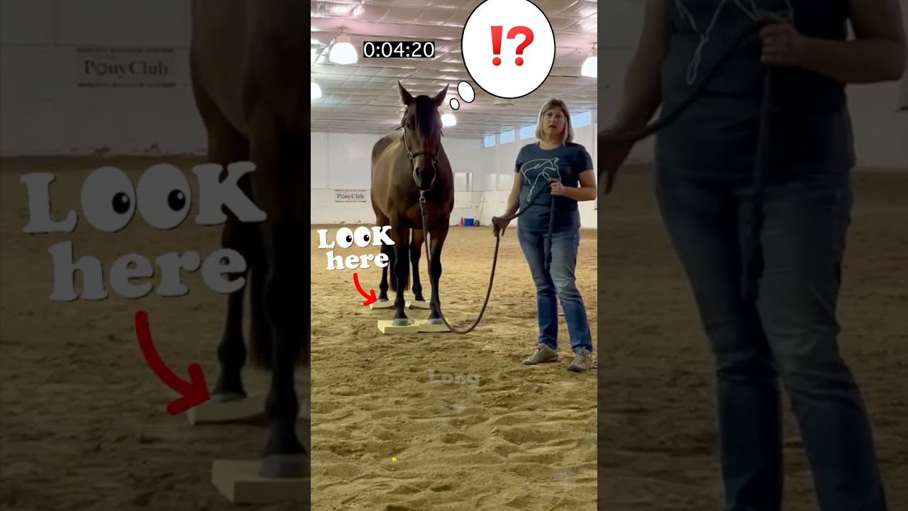 How Long Can Mr. Qowboy Stand on Sure Foot Pads? 🐴