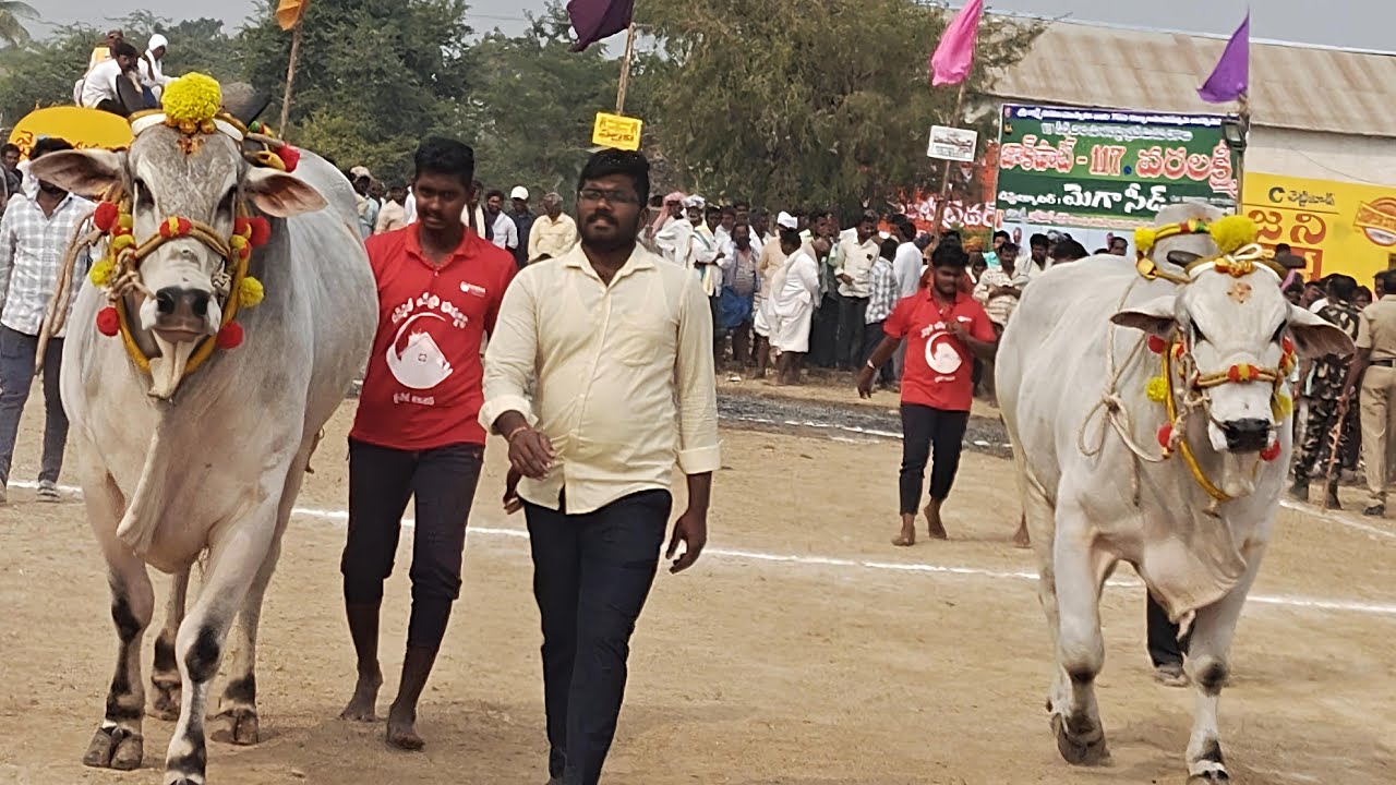 5వ జత MKM బుల్స్ మేక కృష్ణమోహన్,కంబైన్డ్ NTR బుల్స్ మక్కెన కోటేశ్వర రావు టంగుటూరు(🌱రూలర్ & షాడో
