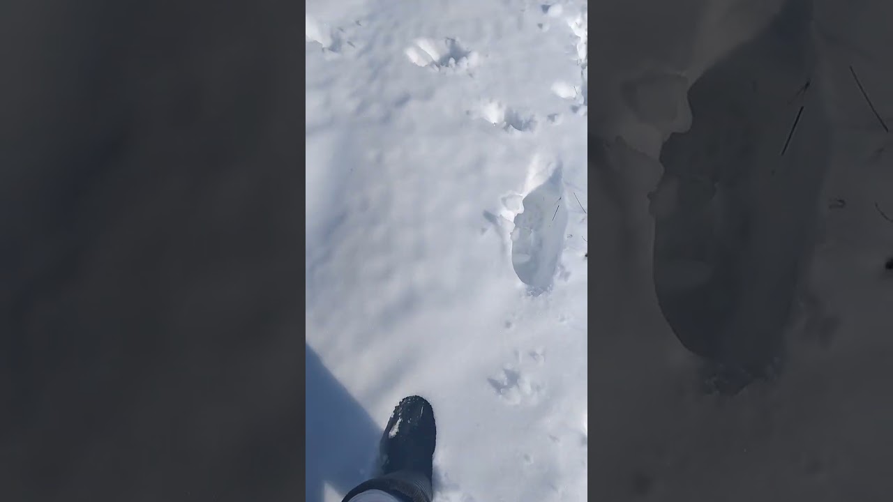 heavy cardio in the snow with my dog (please subscribe if you like 👍 👌)