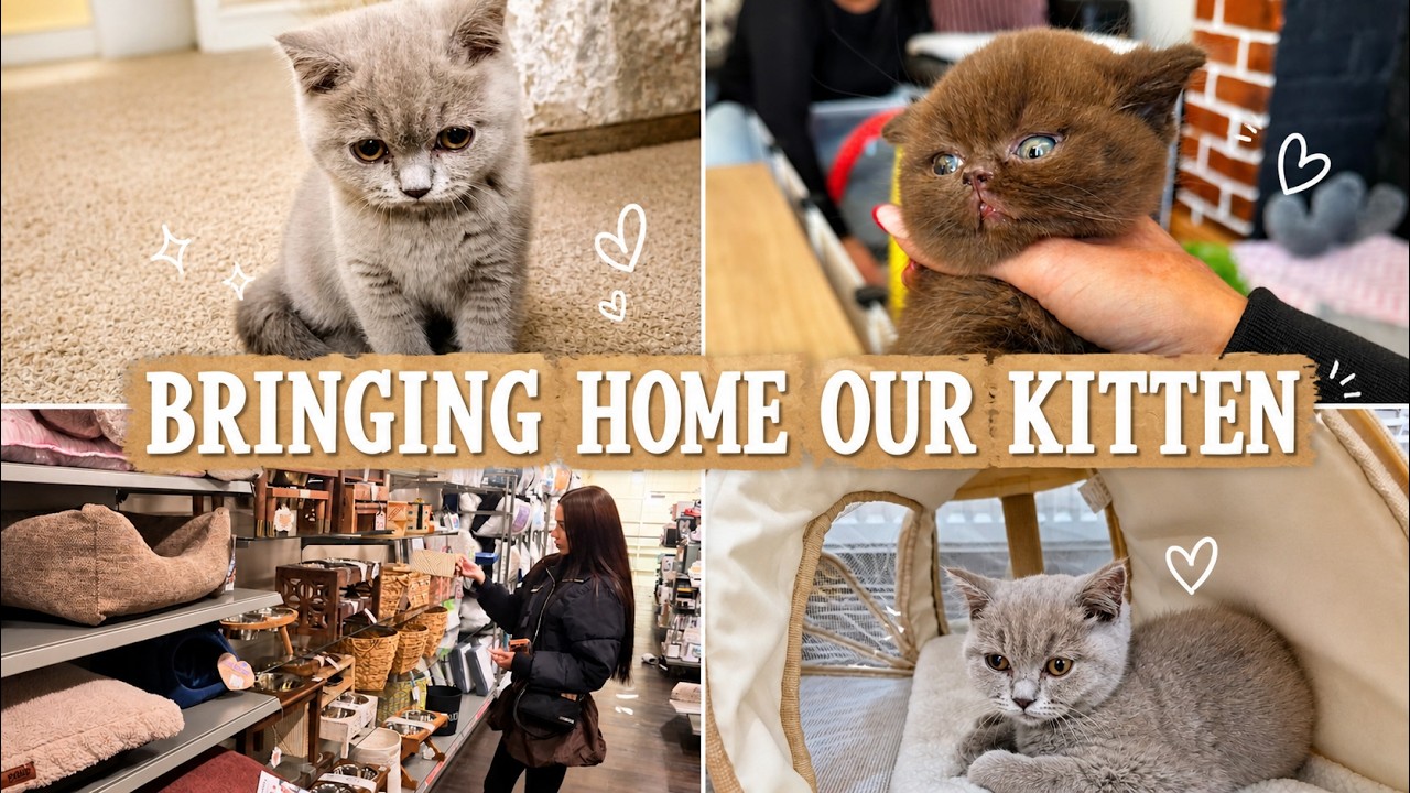 The Day Our Family Grew by One Tiny Paw 🐾 | First Kitten Vlog