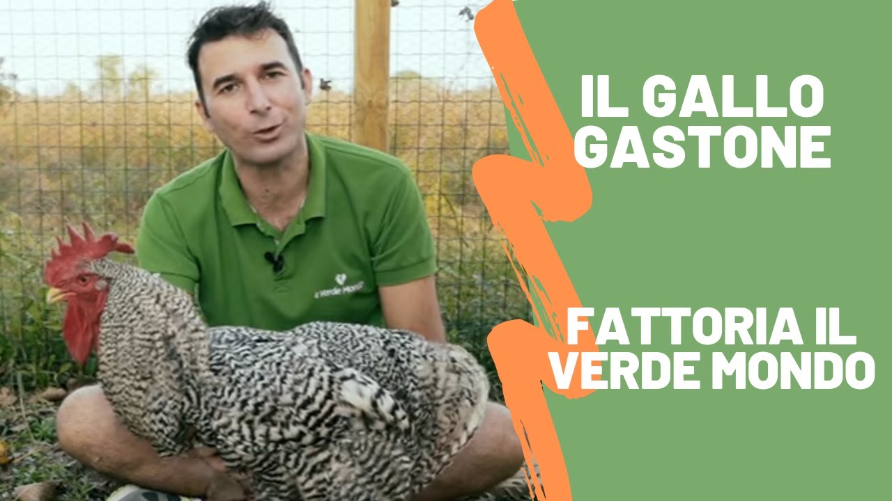 Il Gallo Gastone | Fattoria Il Verde Mondo