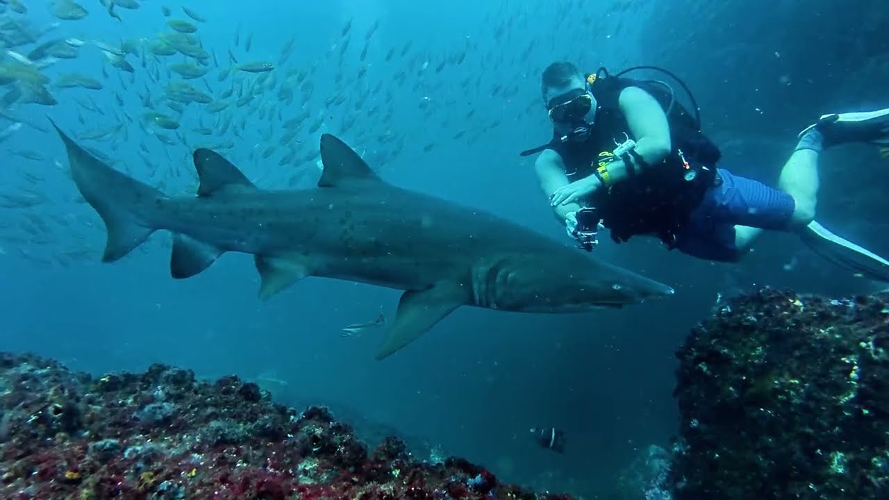 Fish Rock, South West Rocks SCUBA - 13th & 15th Jan 2026