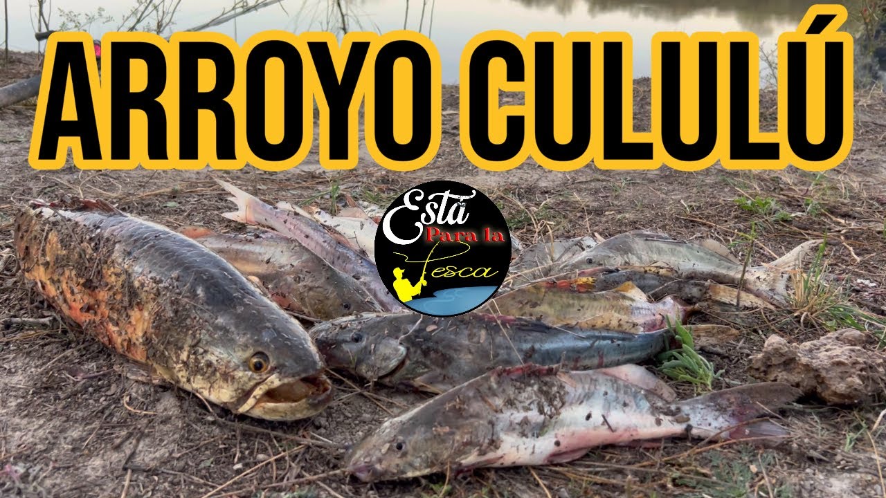 ARROYO CULUL&Uacute; - PESCA Y COCINA - NUEVO LUGAR ENCONTRADO 🎣