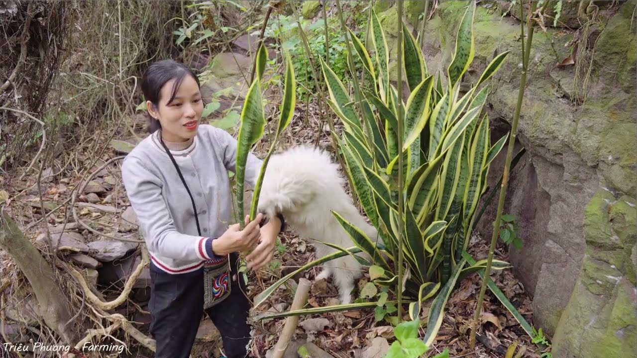 SHOCKING! Girl Risks Her Life to Chop Down the GIANT Tiger Tongue Dragon God on a Cliff | Survival