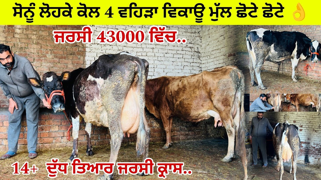 ਸੋਨੂੰ ਲੋਹਕੇ ਕੋਲ 4 ਵਹਿੜਾ ਵਿਕਾਊ 3 ਸੂਈਆਂ 1 ਗੱਬਣ ਮੁੱਲ ਬਿਲਕੁਲ ਜਾਇਜ਼ ਪਿੰਡ ਲੋਹਕਾ ਤਰਨਤਾਰਨ 