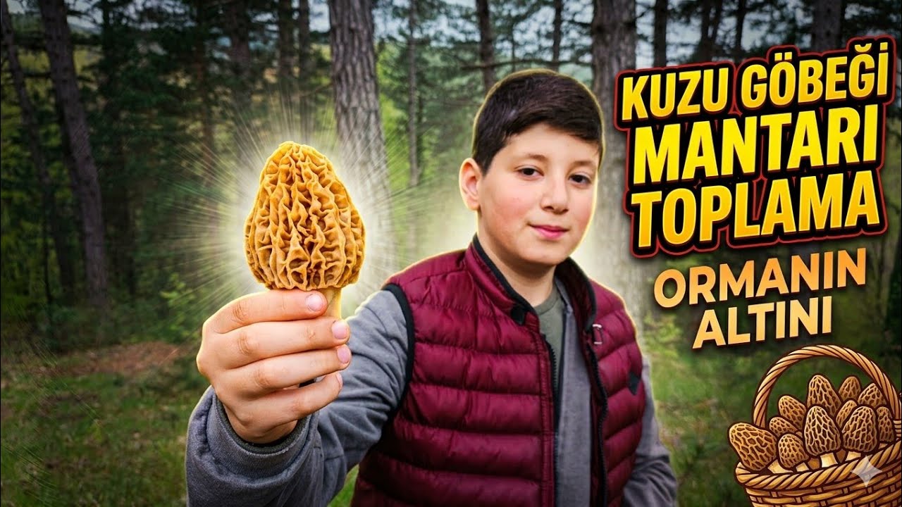 KUZU GÖBEĞİ MANTARI BİZİ ŞAŞIRTMAYA DEVAM EDİYOR | 7 MAYIS 2023