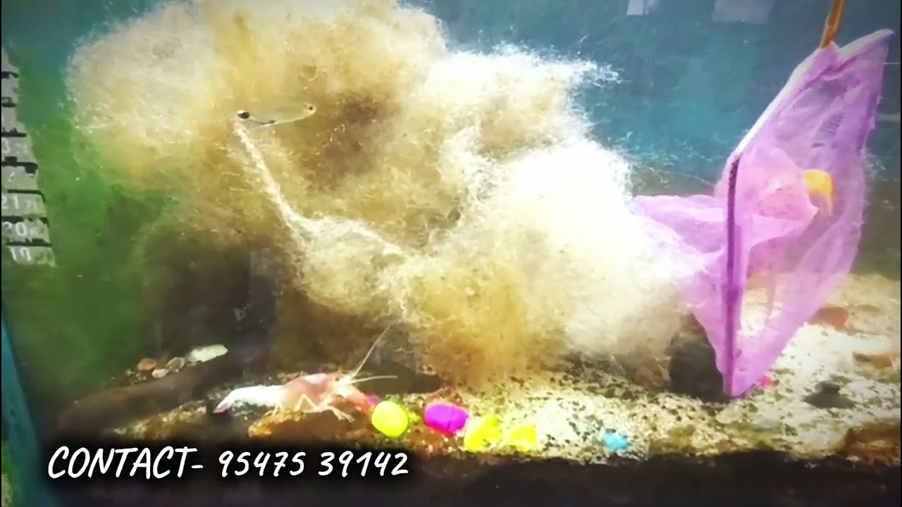 ❤️🔥19th Jan,stock update, premium quality fishes, imported quality with promise of good health🔥❤️