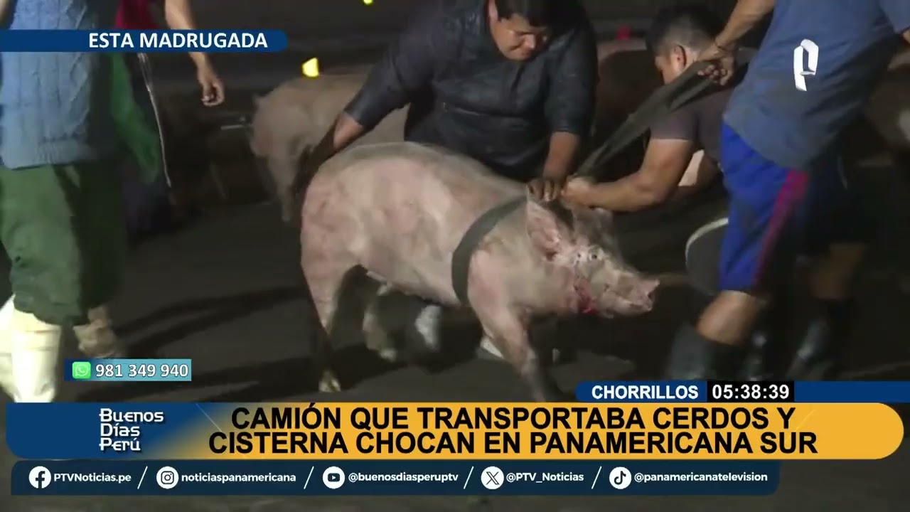 Caos por accidente en la Panamericana Sur: choque entre camión de cerdos y cisterna bloquea vía