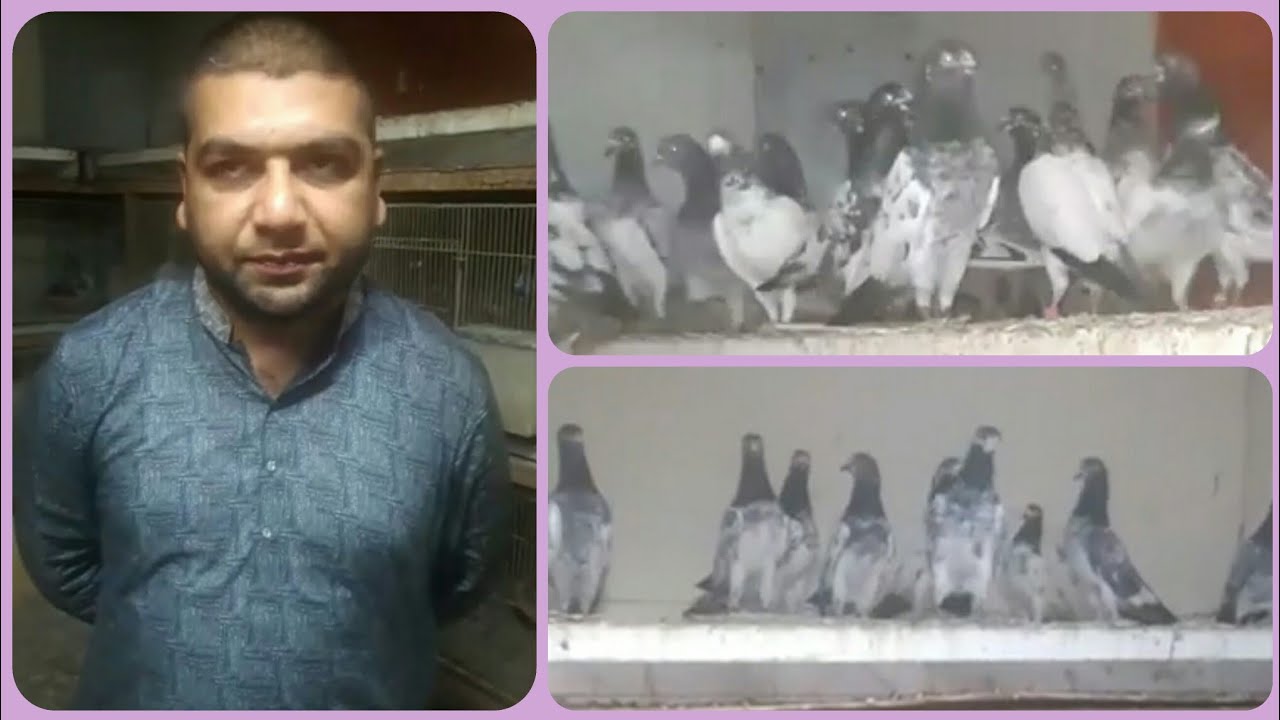 Ustad Baba Sakandar kabotroon ky mutalik baatain btaty huy | Pakistan Pigeons