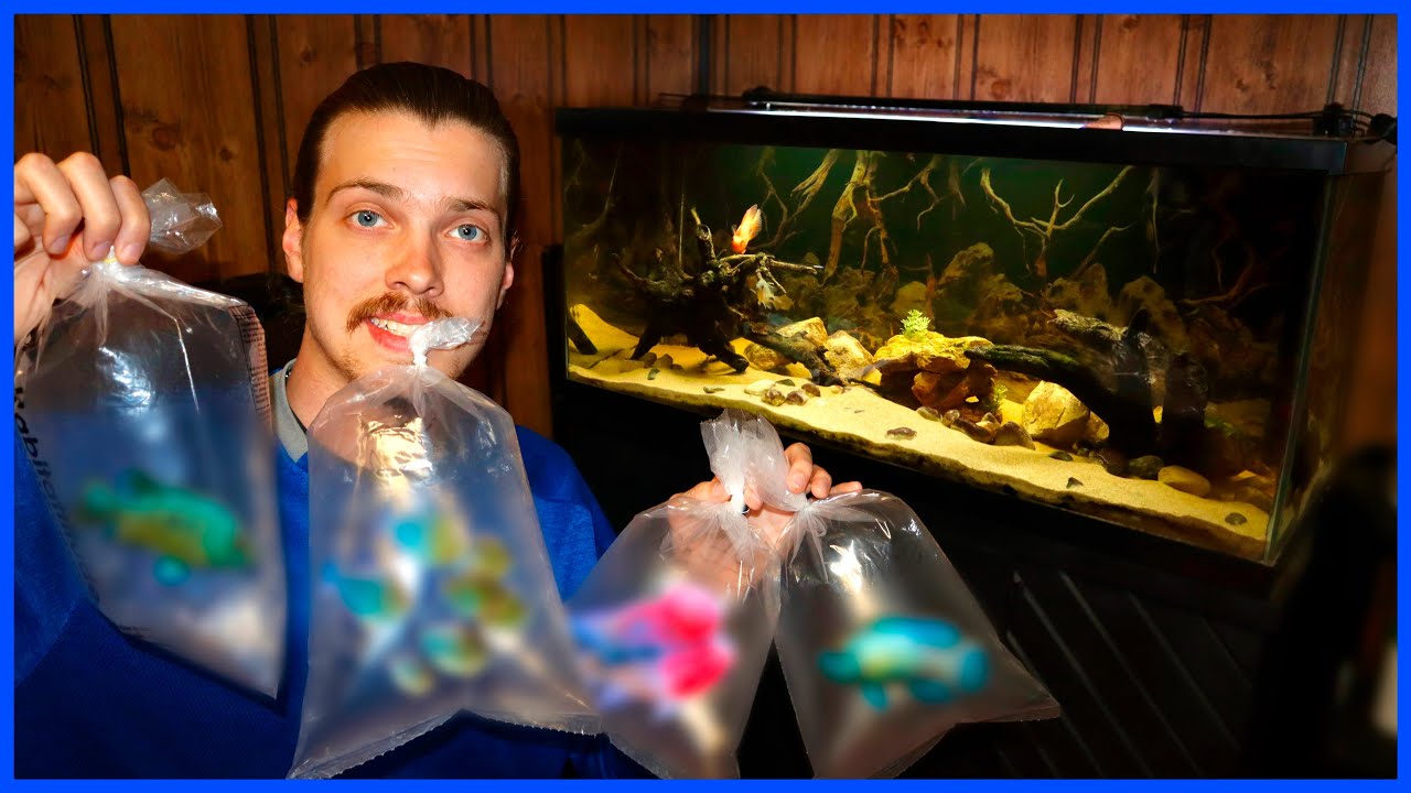 Stocking My AQUARIUM With NEW FISH!