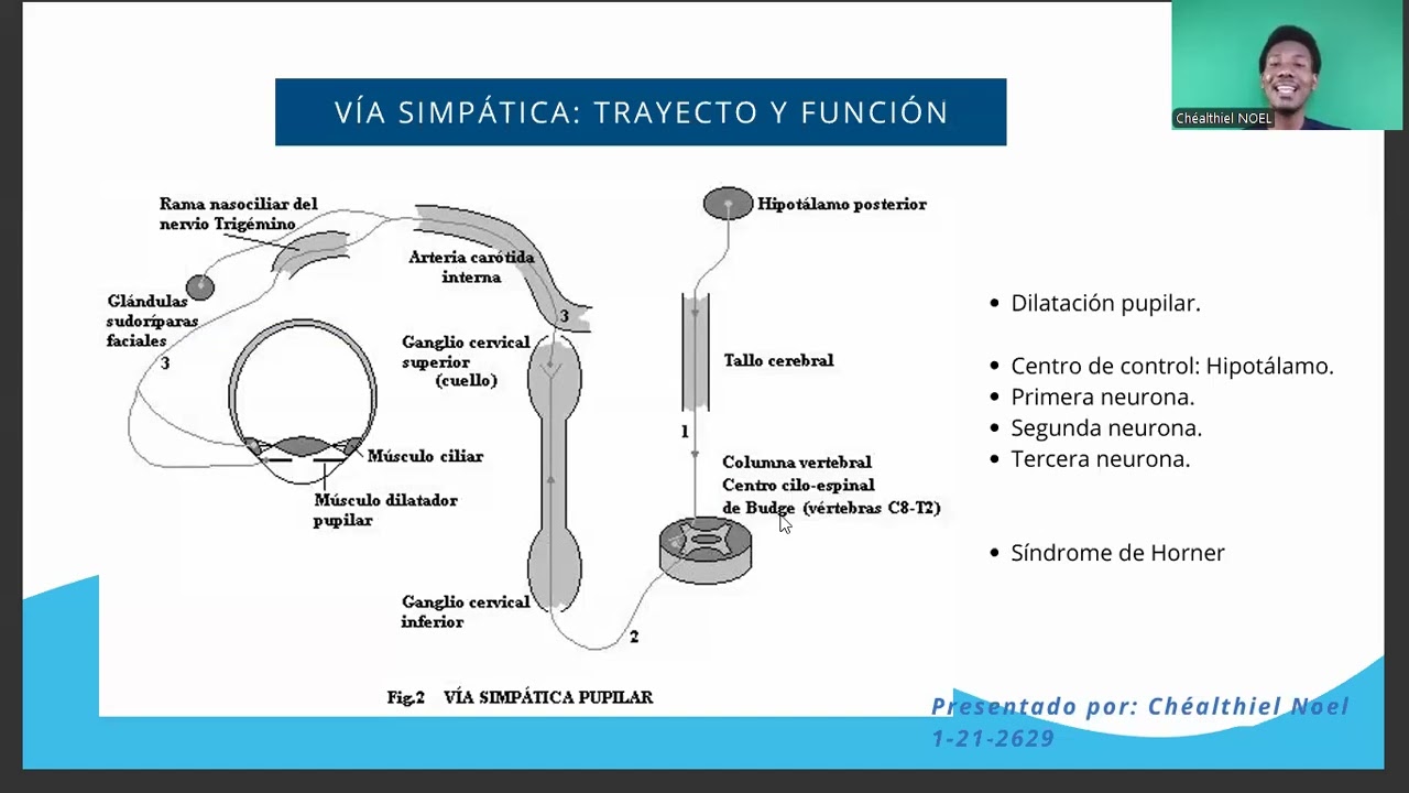 Vías Pupilares: Simpática y Parasimpática !