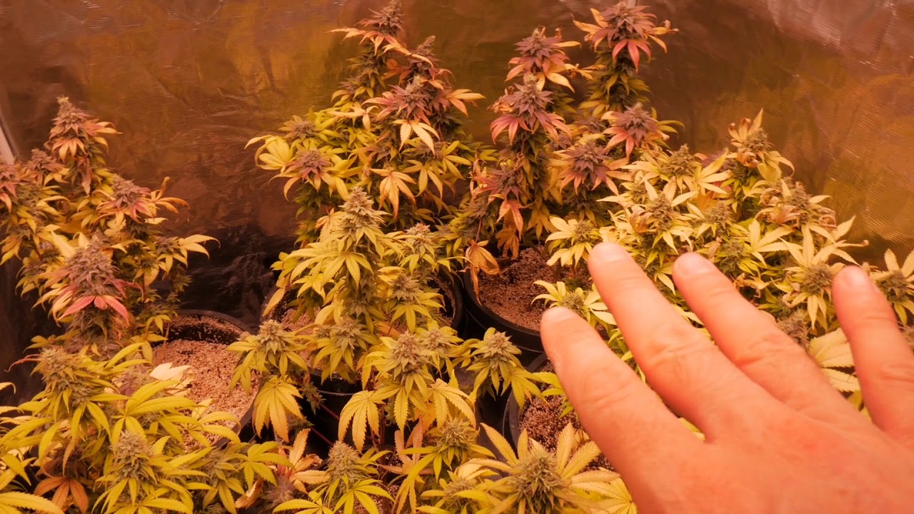 ELECTRIC SKY 300 LED CANNABIS GARDEN 1 WEEK FROM HARVEST