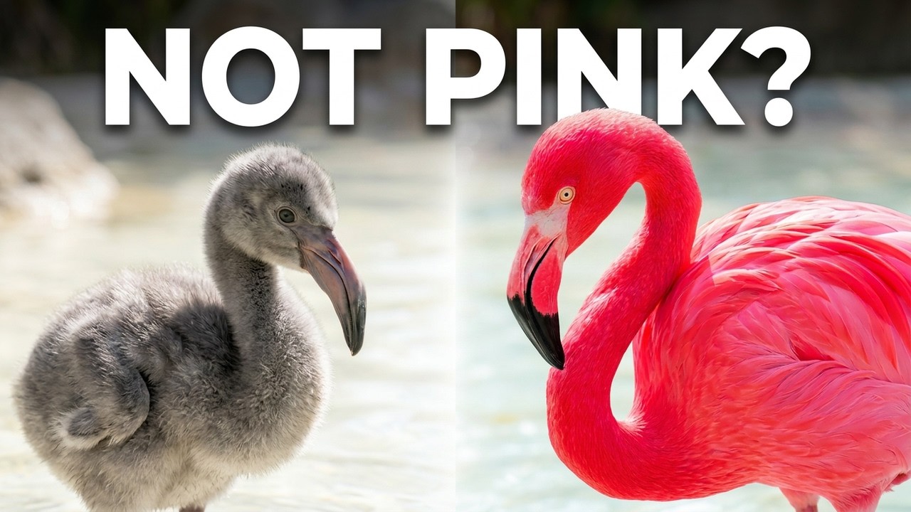 Flamingos Don't Start Pink, Here's What Changes Them