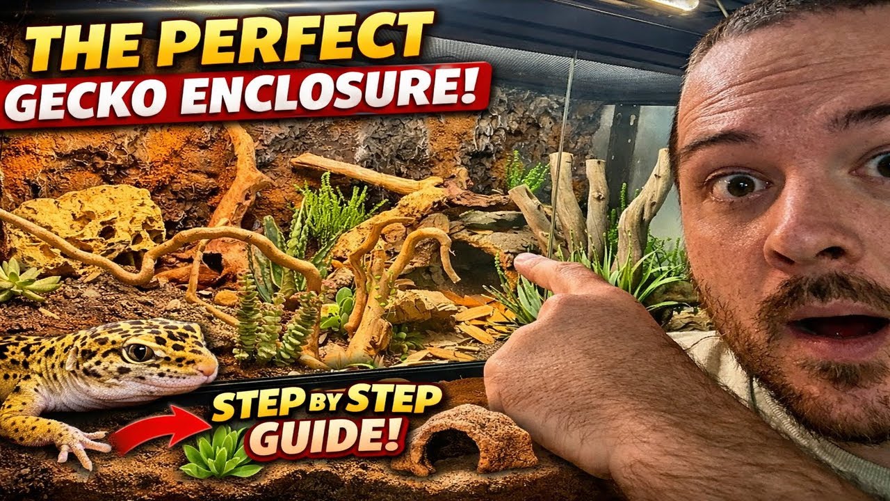 Building the BEST Bioactive enclosure for my Leopard Gecko! HERES HOW!