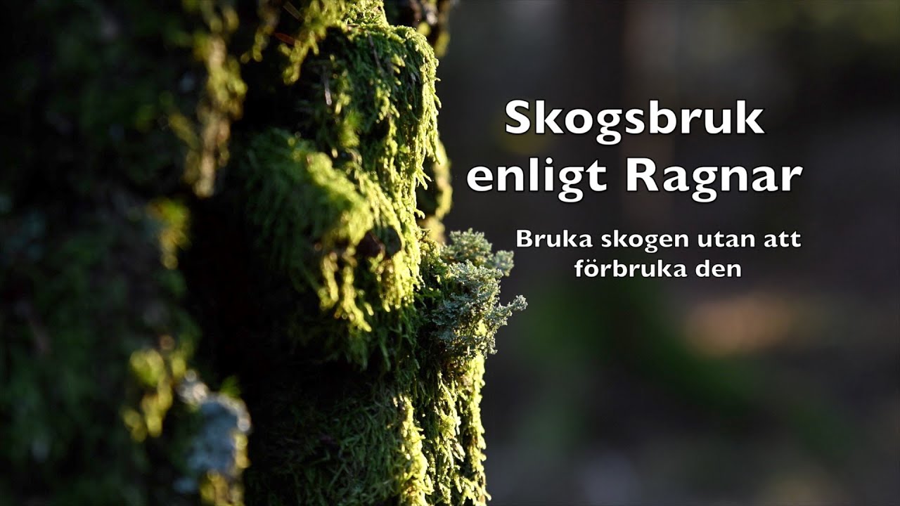Skogsbruk enligt Ragnar