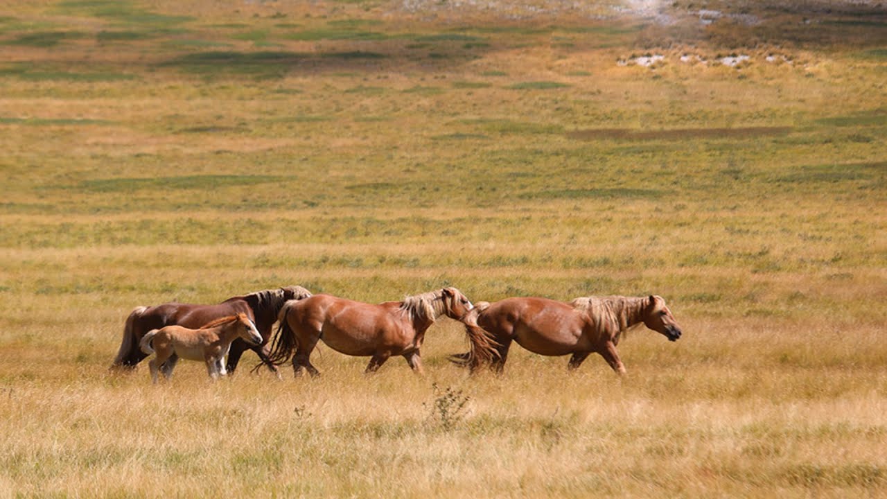 Mother Wild Horse Gives Birth In The Wild