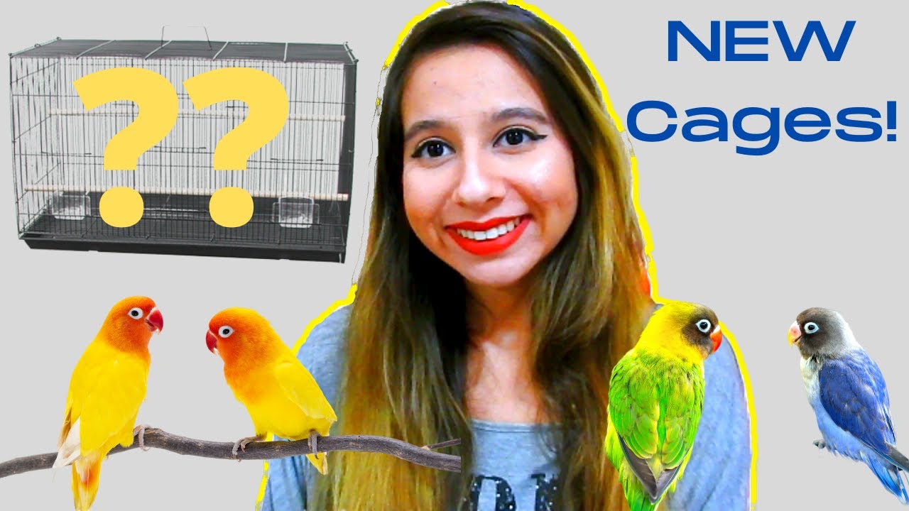 Upgrading my Lovebird's Cages | Lovebird Cage Set Up | Buying & Setting Up New Lovebird Cage