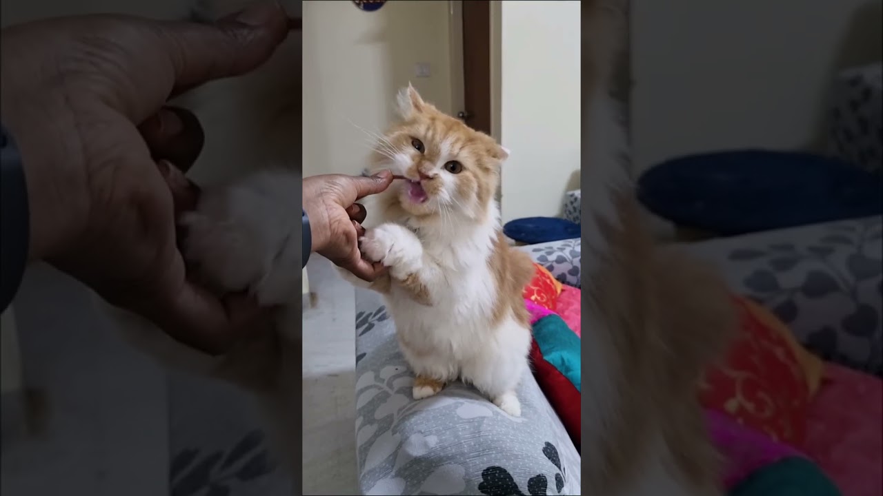 Adorable cats moment 🥰 #catvideos #cat 