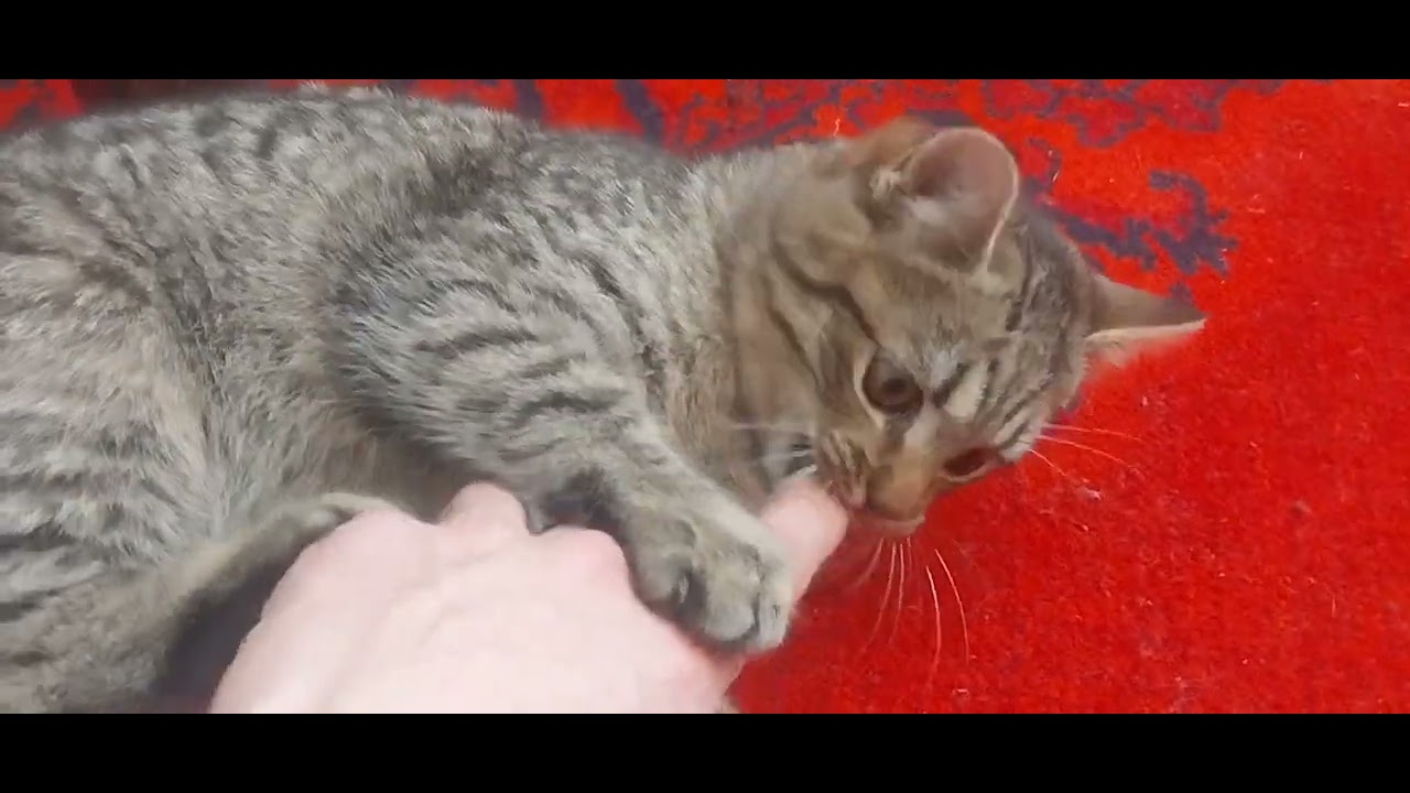 граюсь з котами ( I play with cats.)