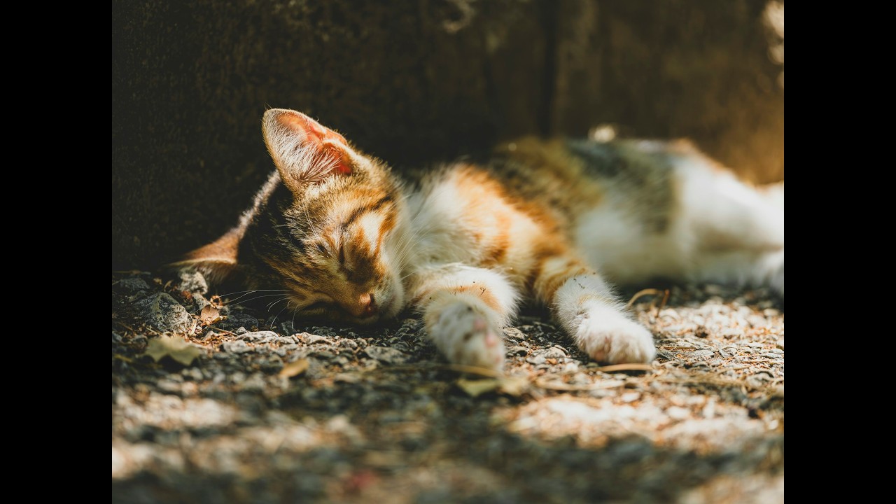 Still Waters Deep Sleep1靜水中的靈魂安歇 🌙 平安助眠・整夜安穩📌  Gentle Ambient for Deep Sleep 🌙 Calm Night Rest