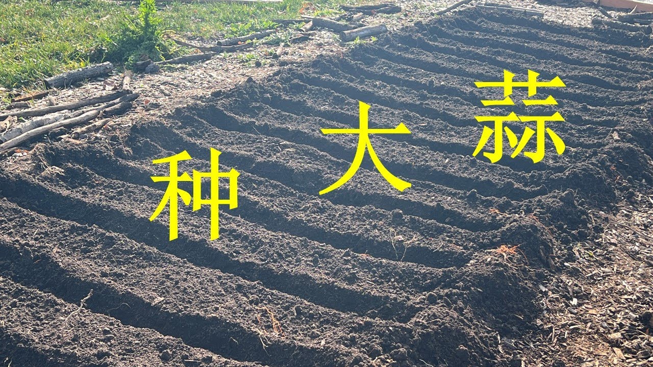 2025年种大蒜 + 偷看大蒜高手的做法