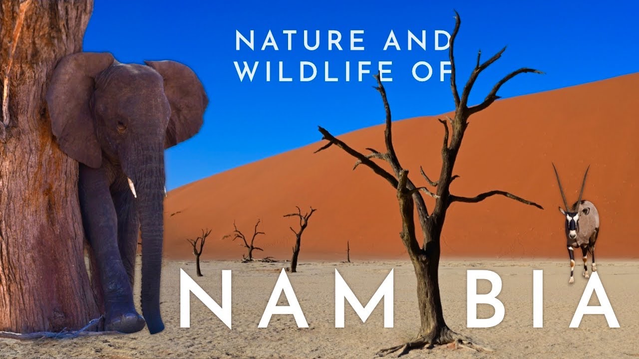 Nature and wildlife of NAMIBIA | Cinematic travel video | flotobook